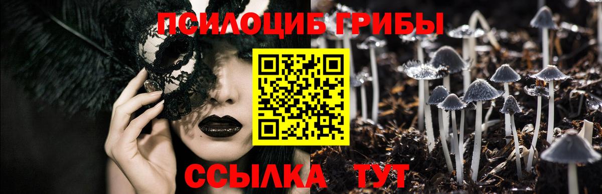 Владимир  хочу   Вход с VPN  Псилоцибиновые грибы Psilocybine cubensis  Галлюциногенные грибы прущие грибы 